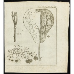 Gravure de 1777 - Anatomie d'une poire - Botanique - 1