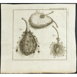 Gravure de 1777 - Anatomie de la poire - Dissection - 1
