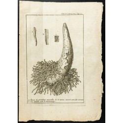 Gravure de 1777 - Corne de bœuf - Zoologie. - 1
