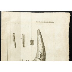 Gravure de 1777 - Corne de bœuf - Zoologie. - 2