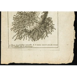 Gravure de 1777 - Corne de bœuf - Zoologie. - 3