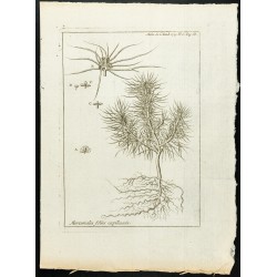 1777 - Mercuriale - Botanique