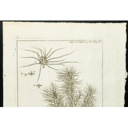 Gravure de 1777 - Mercuriale - Botanique - 2