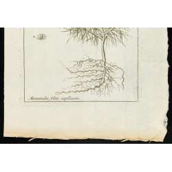 Gravure de 1777 - Mercuriale - Botanique - 3