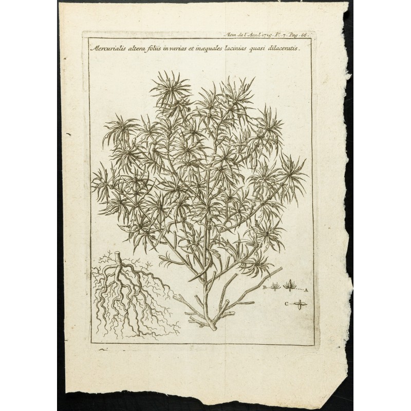 Gravure de 1777 - Mercuriale - Botanique - 1