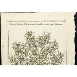 Gravure de 1777 - Mercuriale - Botanique - 2