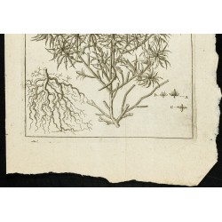 Gravure de 1777 - Mercuriale - Botanique - 3