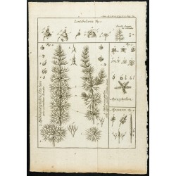 Gravure de 1777 - Plantes aquatiques - Botanique - 1