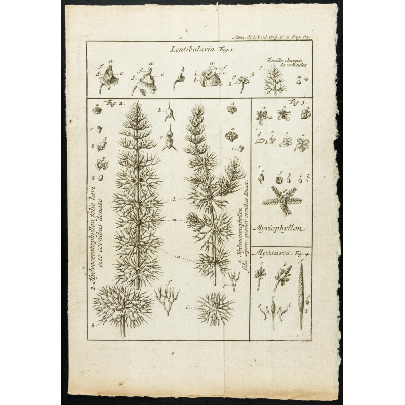 Gravure de 1777 - Plantes aquatiques - Botanique - 1