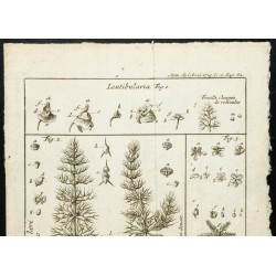 Gravure de 1777 - Plantes aquatiques - Botanique - 2
