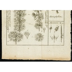 Gravure de 1777 - Plantes aquatiques - Botanique - 3