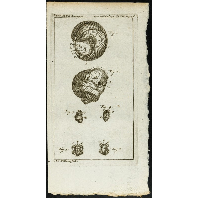 Gravure de 1777 - Insectes & escargot - Zoologie - 1