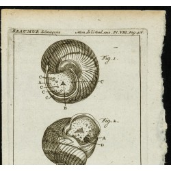 Gravure de 1777 - Insectes & escargot - Zoologie - 2