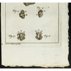 Gravure de 1777 - Insectes & escargot - Zoologie - 3