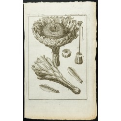 Gravure de 1777 - Fleur de cactus - Cierge épineux - 1