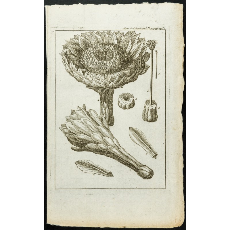 Gravure de 1777 - Fleur de cactus - Cierge épineux - 1
