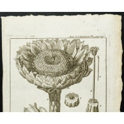 Gravure de 1777 - Fleur de cactus - Cierge épineux - 2