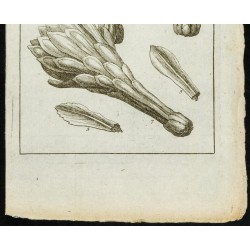 Gravure de 1777 - Fleur de cactus - Cierge épineux - 3