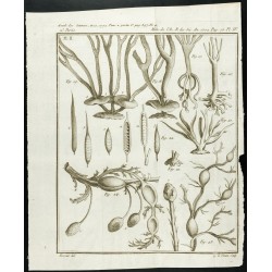 Gravure de 1777 - Espèces de varech - Botanique - 1