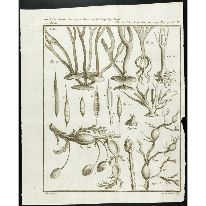 Gravure de 1777 - Espèces de varech - Botanique - 1