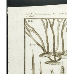 Gravure de 1777 - Espèces de varech - Botanique - 2
