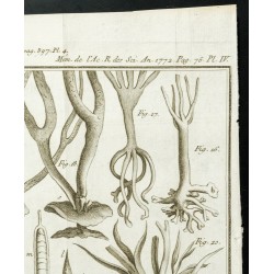 Gravure de 1777 - Espèces de varech - Botanique - 3