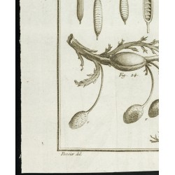 Gravure de 1777 - Espèces de varech - Botanique - 4