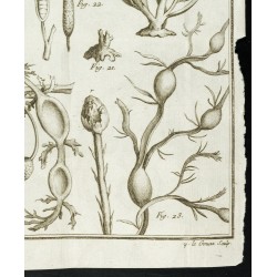 Gravure de 1777 - Espèces de varech - Botanique - 5