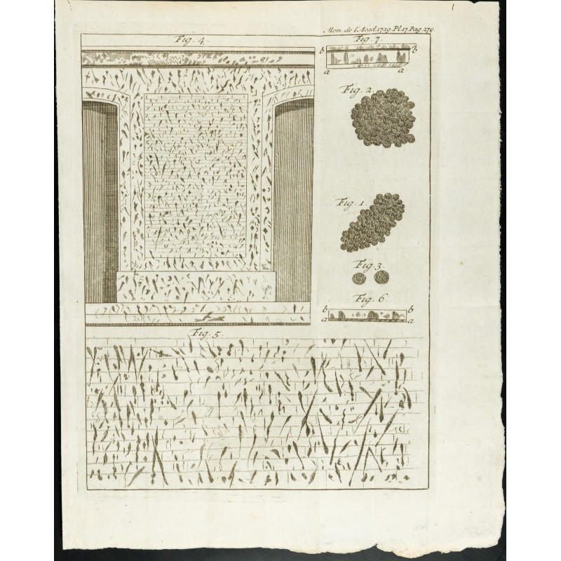 Gravure de 1777 - Murs de l’hôtel d'Uzès - Botanique - 1