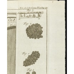 Gravure de 1777 - Murs de l’hôtel d'Uzès - Botanique - 3