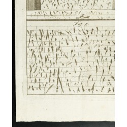 Gravure de 1777 - Murs de l’hôtel d'Uzès - Botanique - 4