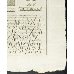 Gravure de 1777 - Murs de l’hôtel d'Uzès - Botanique - 5