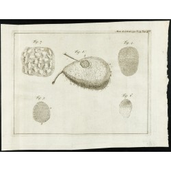 Gravure de 1777 - Anatomie de la Poire - Botanique - 1