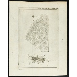 Gravure de 1777 - Vue au microscope d'une poire - 1