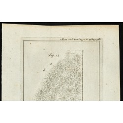 Gravure de 1777 - Vue au microscope d'une poire - 2