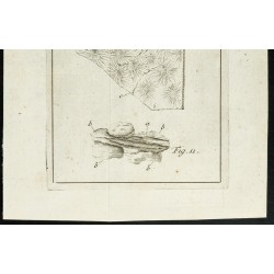 Gravure de 1777 - Vue au microscope d'une poire - 3