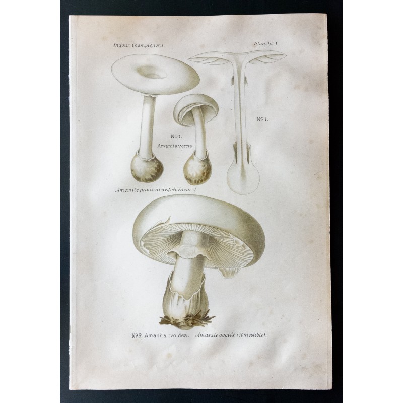 Gravure de 1891 - Champignons - Amanite - 1