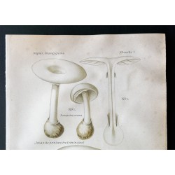 Gravure de 1891 - Champignons - Amanite - 2