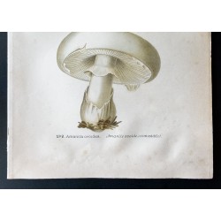 Gravure de 1891 - Champignons - Amanite - 3