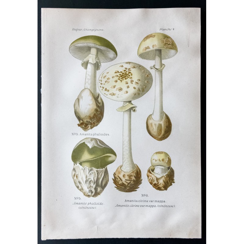 Gravure de 1891 - Champignons - Amanite phalloïde - 1