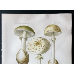 Gravure de 1891 - Champignons - Amanite phalloïde - 2