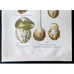 Gravure de 1891 - Champignons - Amanite phalloïde - 3