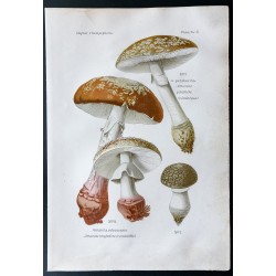 Gravure de 1891 - Champignons - Amanite rougeatre - 1