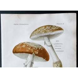 Gravure de 1891 - Champignons - Amanite rougeatre - 2