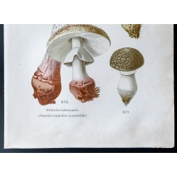 Gravure de 1891 - Champignons - Amanite rougeatre - 3