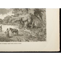 Gravure de 1860 - Forêt du Marghi - Nigeria Cameroun - 5