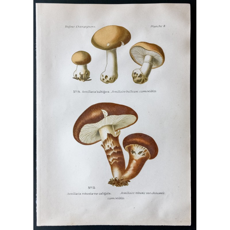 Gravure de 1891 - Champignons - Armillaires - 1