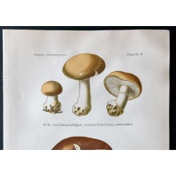 Gravure de 1891 - Champignons - Armillaires - 2