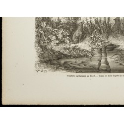 Gravure de 1860 - Sépulture australienne au désert - 4