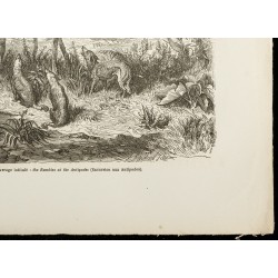 Gravure de 1860 - Sépulture australienne au désert - 5